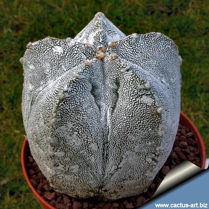 aurantiacusページ D3057 ASTROPHYTUM MYRIOSTIGMA ONZUKA V TYPE OLD pot14-H22